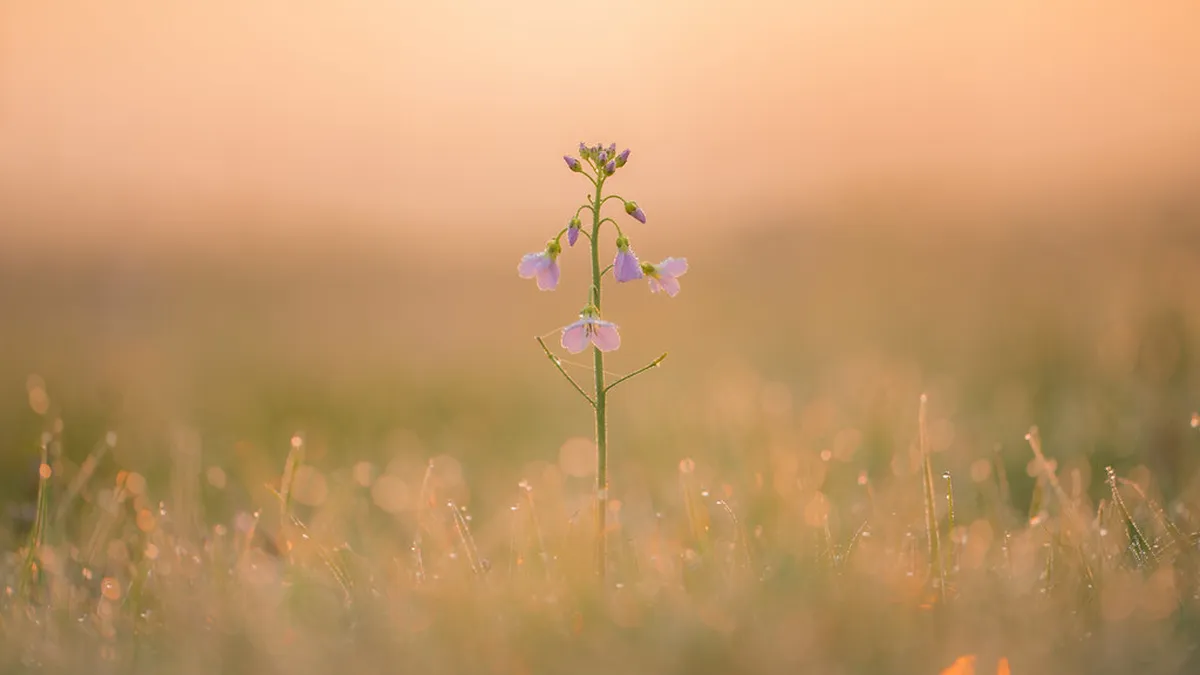 Top Tips for Visiting Coimbra Markets in 2025