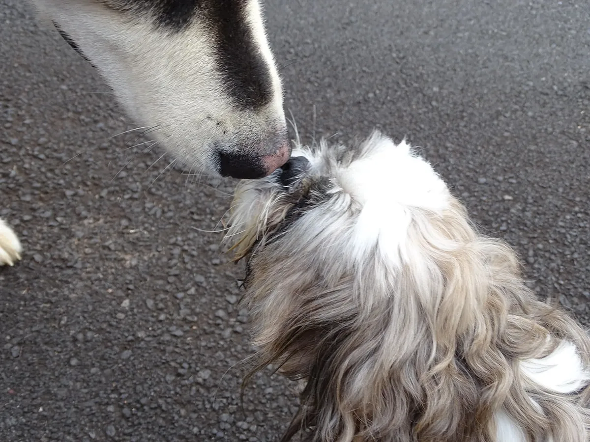 Discover Vegetarian Friendly Markets in Faro for 2025